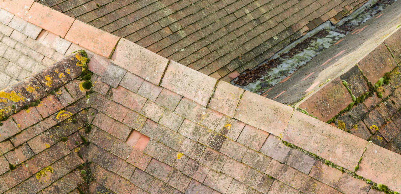 moss on roof in Camden, NJ